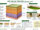 CẤU TẠO DA TẰM DÂU