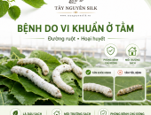 BỆNH DO VI KHUẨN Ở TẰM DÂU: BỆNH ĐƯỜNG RUỘT, BỆNH HOẠI HUYẾT VÀ CÁCH PHÒNG TRỊ