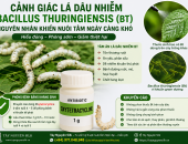 CẢNH BÁO LÁ DÂU NHIỄM THUỐC BVTV SINH HỌC CÓ THÀNH PHẦN BACILLUS THURINGIENSIS