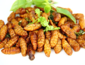 Các món ăn ngon từ nhộng tằm
