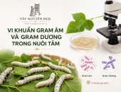 VI KHUẨN GRAM ÂM VÀ GRAM DƯƠNG LÀ GÌ TRONG NUÔI TẰM ?