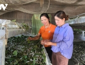 NGHỀ NUÔI TẰM LÀ GÌ? NGƯỜI MỚI NÊN BẮT ĐẦU TỪ ĐÂU?