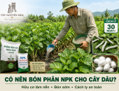 VÌ SAO CÓ NHIỀU NGƯỜI KHÔNG BÓN PHÂN HOÁ HỌC CHO CÂY DÂU SAU NHIỀU LỨA THU HOẠCH?