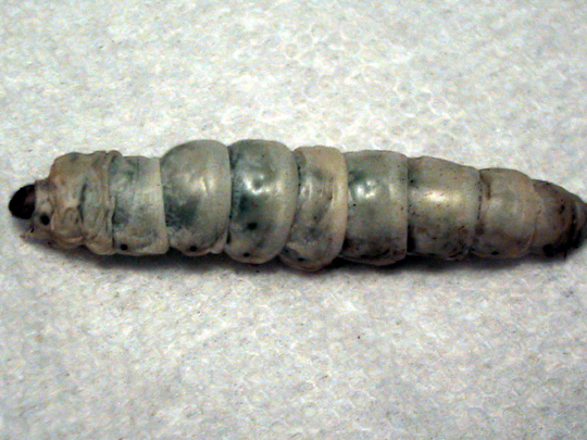 BỆNH TRÊN TẰM