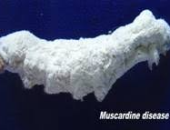 BỆNH MUSCARDINE Ở TẰM DÂU: BỆNH NẤM TRẮNG, NẤM XANH, NẤM HỒNG VÀ CÁCH PHÒNG TRỊ