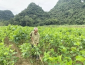 CÁCH CẢI TẠO ĐẤT TRỒNG DÂU BỊ CHAI, CHUA, NGHÈO HỮU CƠ