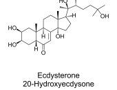 BẢN CHẤT TẰM TỰ TIẾT ECDYSONE – VÌ SAO LẠM DỤNG ECDYSONE NHÂN TẠO CẦN CÂN NHẮC?
