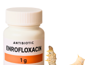 DÙNG ENROFLOXACIN SAI CÁCH CÓ THỂ LÀM TẰM YẾU HƠN KHÔNG?