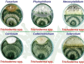 Có nên bón trichoderma cùng với vôi để ủ phân tằm hay không ?