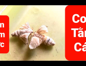 CÁCH PHÂN BIỆT TẰM ĐỰC VÀ TẰM CÁI