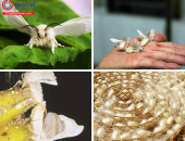 QUÁ TRÌNH SINH SẢN CỦA TẰM DÂU