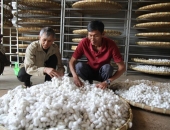 NHỮNG YẾU TỐ ẢNH HƯỞNG LỚN NHẤT TỚI GIÁ KÉN