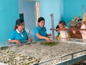 NUÔI TẰM CÓ KHÓ KHÔNG VÀ CẦN HỌC NGHỀ BAO LÂU?