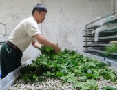 SOP CHO TẰM ĂN THEO TỪNG TUỔI: LƯỢNG LÁ, SỐ BỮA VÀ THỜI ĐIỂM CHO ĂN