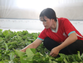 NHỮNG CHI PHÍ ẨN TRONG NGHỀ NUÔI TẰM MÀ NHIỀU NGƯỜI BỎ SÓT