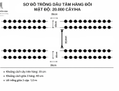 QUY TRÌNH TRỒNG DÂU TẰM HÀNG ĐÔI MẬT ĐỘ 20.000 CÂY/HA | TÂY NGUYÊN SILK
