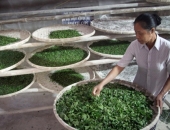 ẢNH HƯỞNG CỦA THỨC ĂN BẨN TỚI RUỘT GIỮA VÀ TỶ LỆ HAO HỤT