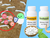 HIỂU VỀ KHÁNG SINH STREPTOMYCIN VÀ ENROFLOXACIN – TÁC DỤNG LÊN VI KHUẨN GÂY BỆNH TRÊN TẰM