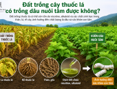 ĐẤT TRỒNG CÂY THUỐC LÁ CÓ TRỒNG DÂU NUÔI TẰM ĐƯỢC KHÔNG?