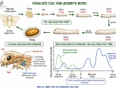 VAI TRÒ CỦA HORMONE TRONG SINH TRƯỞNG VÀ LỘT XÁC CỦA TẰM