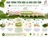 QUÁ TRÌNH TIÊU HÓA LÁ DÂU CỦA TẰM DIỄN RA NHƯ THẾ NÀO?