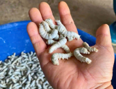 TẰM ĂN KÉM, BỎ ĂN, NGỰC SƯNG, DA SẬM MÀU, ĐÍT TEO, THÂN VÀNG LÀ BỆNH GÌ?