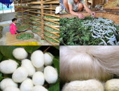 KỸ THUẬT NUÔI TẰM TẠI VÙNG NÚI PHÍA BẮC VIỆT NAM