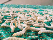 KỸ THUẬT NUÔI TẰM MÙA ĐÔNG LẠNH – GIẢI PHÁP GIÚP TẰM ĂN TỐT, TIÊU HÓA KHỎE, PHÒNG BỆNH HIỆU QUẢ
