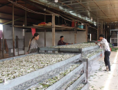 Những nước nào có nghề trồng dâu nuôi tằm ?