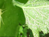 Ruồi trắng gây hại trên cây dâu tằm